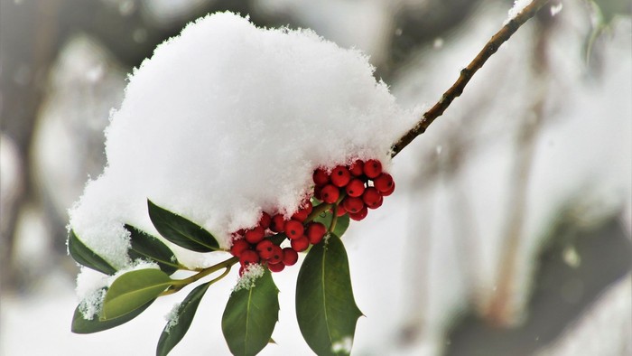 En gren med røde bær og snø.