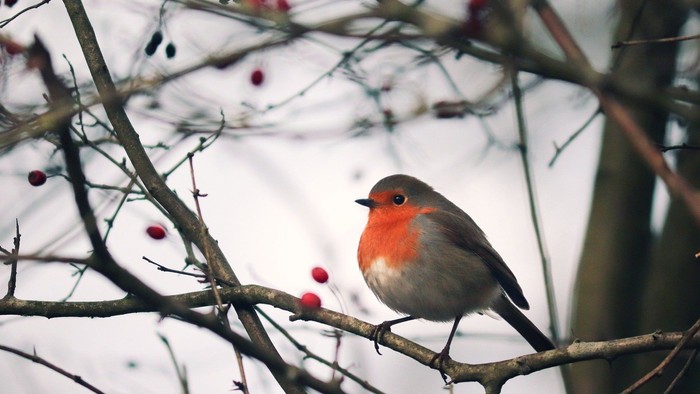 En rødstruppe sitter på en gren med rødvin.