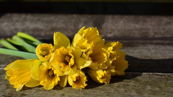 Guldaar med grønne blade på træstamme
