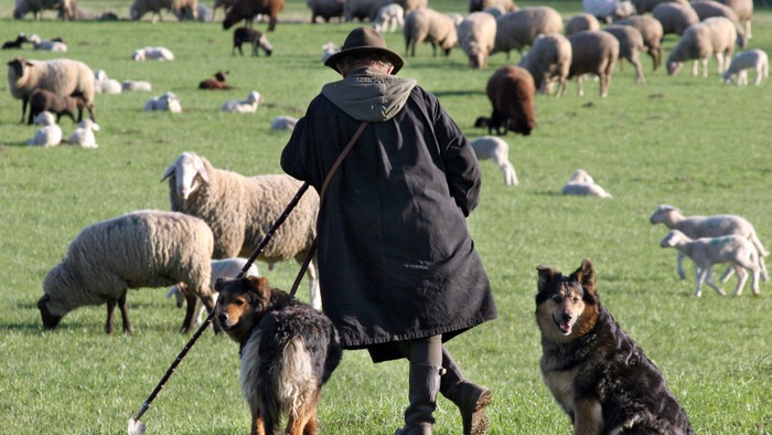 Ein Schäfer mit zwei Hunden hütet eine große Schafherde auf einer grünen Wiese.