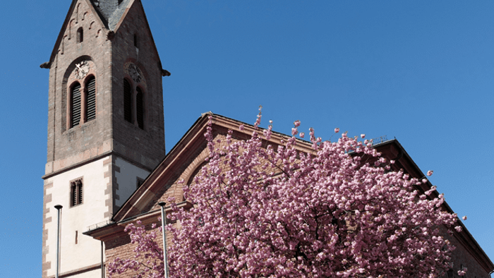 Eine historische Kirche mit einem hohen Kirchturm, umgeben von blühenden rosa Kirschblüten unter einem klaren blauen Himmel.