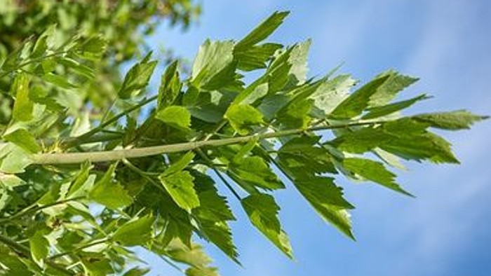 Kan bruges som illustration ved løvstikkegudstjenester.