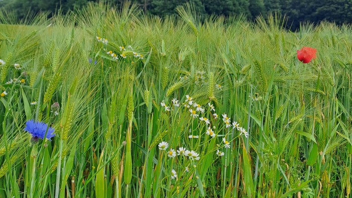 Ein grüner Feldweg mit blauen und roten Blumen unter einem bewölkten Himmel