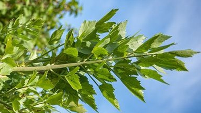 Kan bruges som illustration ved løvstikkegudstjenester.