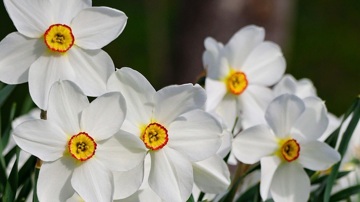 White daffodils with yellow centers in a garden.