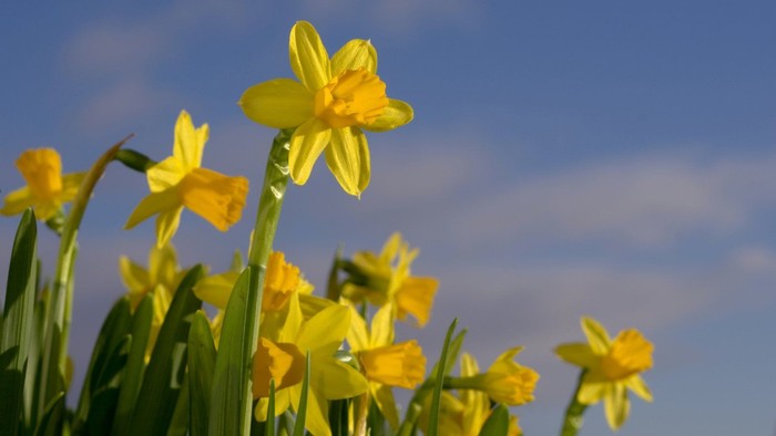 Bright yellow daffodils bloom against a clear blue sky.