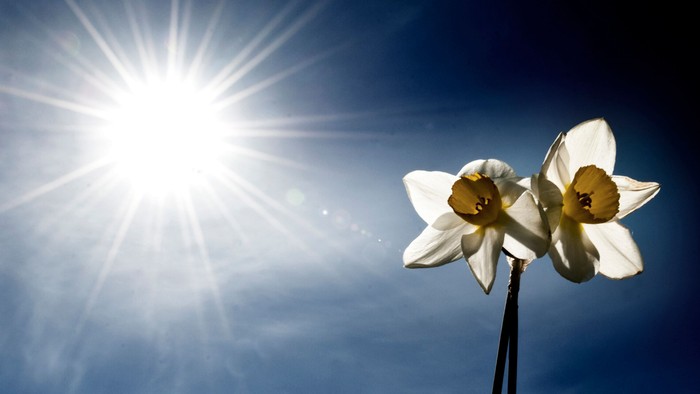 Lyse påskeliljer står i kontrast til en solbeskinnet, stjernesprængt blå himmel.