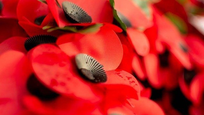 Bright red poppies with black centers and green stems.