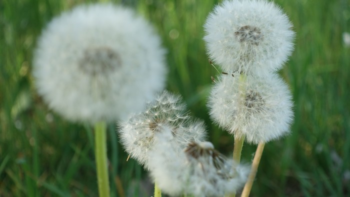 Drei Pusteblumen im Gras