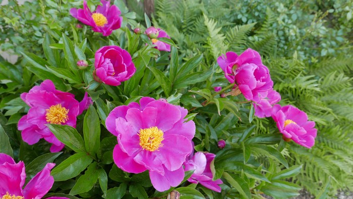 Lebhafte pinkfarbene Pfingstrosen mit gelben Zentren blühen inmitten üppigen grünen Laubs.