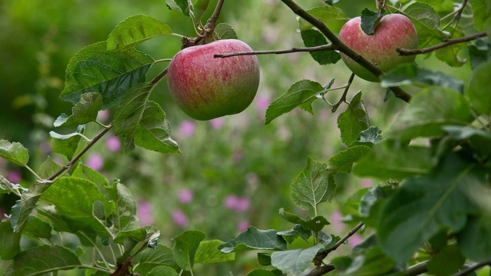To appler hænger på gren med blad.