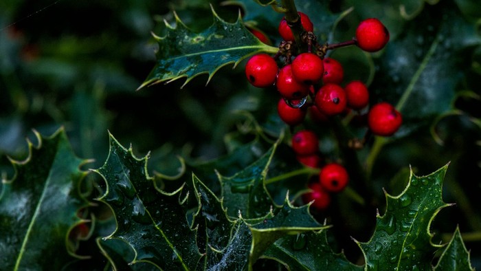 En grøn klæde med lysegrønne blade og røde bær.