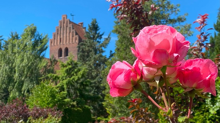 Rose foran Brønshøj Kirke