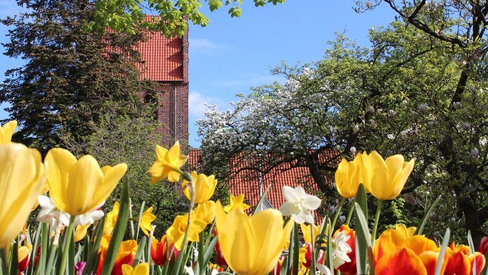 Farvefulde tulipaner foran røde murstensbygning og træer