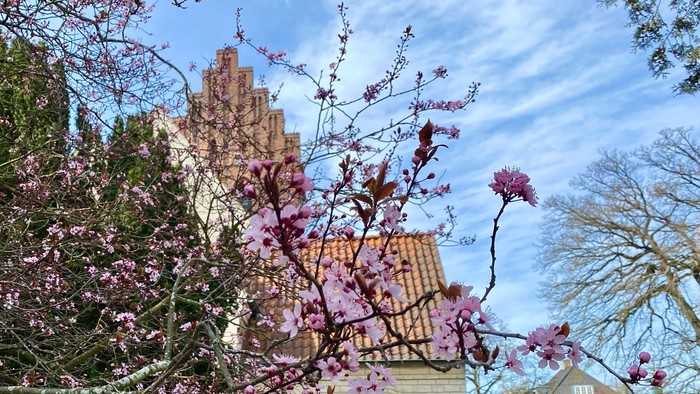 Et højt, gotisk tårn med blomstrende træer i forgrunden