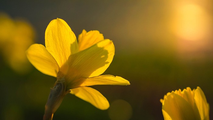 En blomst med gule blader i sollys.