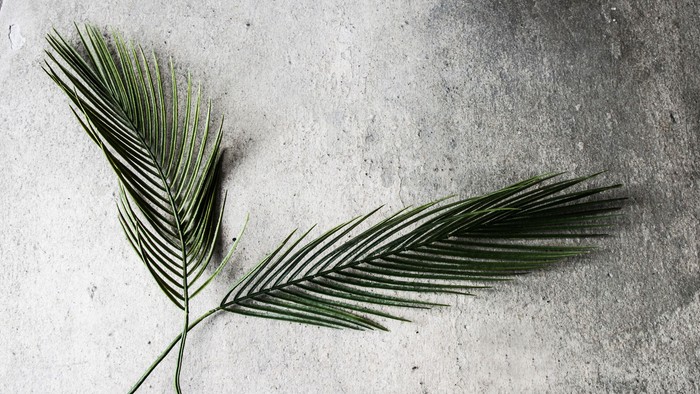 To palmeblade på betonoverflade