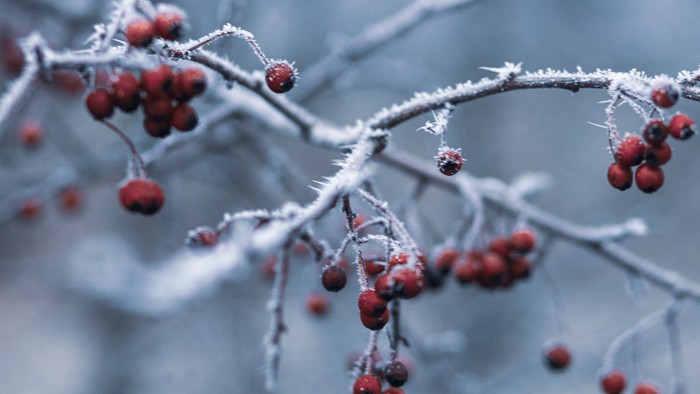 Frostbelagte grene med klaser af røde bær mod en sløret vinterhimmel.
