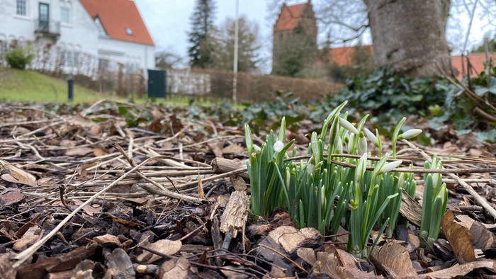 Vintergækker i Præstegårdshave med kirke i baggrunden