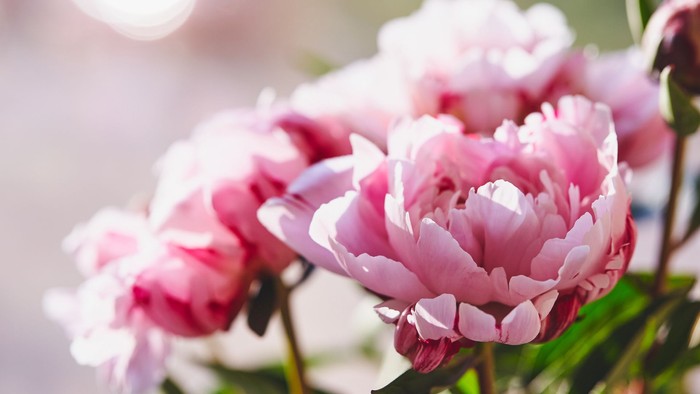 Zarte rosa Pfingstrosen im Sonnenlicht
