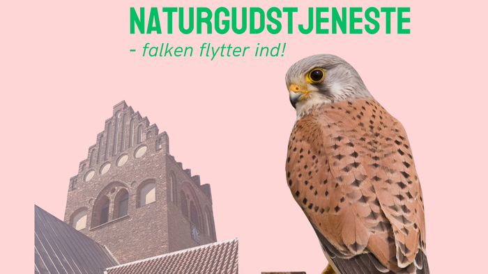 En tårnfalk sidder ved siden af en historisk bygning med teksten