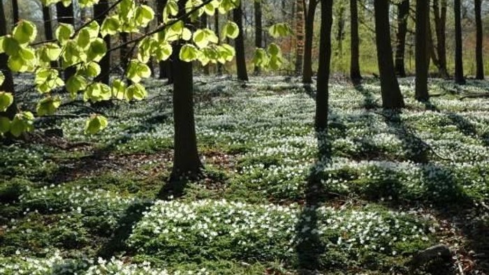 Skog med mange små hvide blomster og grønne træer.