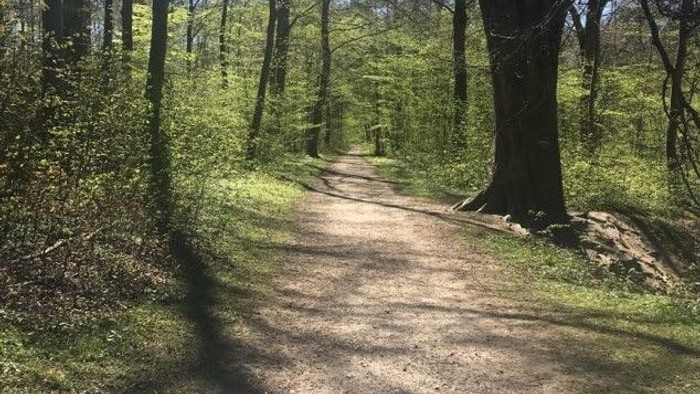 En smal, gruslagt sti gennem en tæt, grøn skov.