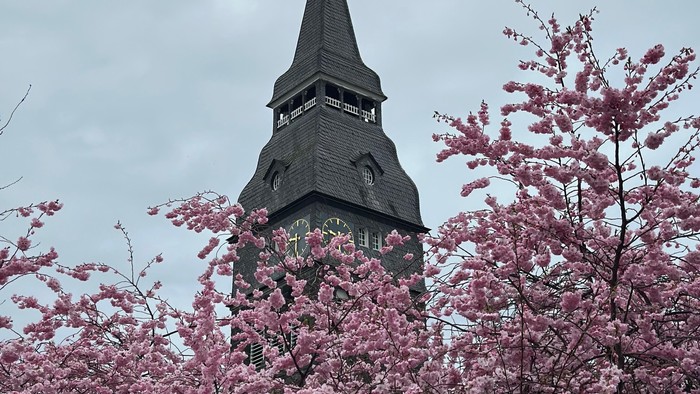 Turm mit spitzer Spitze hinter rosa blühendem Baum