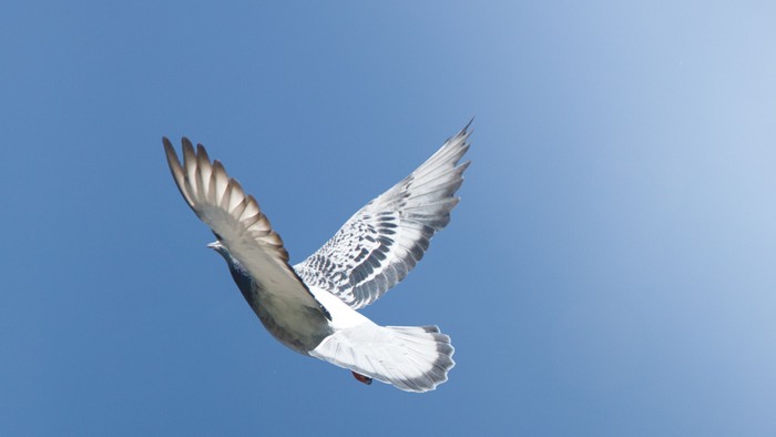 Die Taube im Himmel als Zeichen des Heiligen Geistes und der Taufe