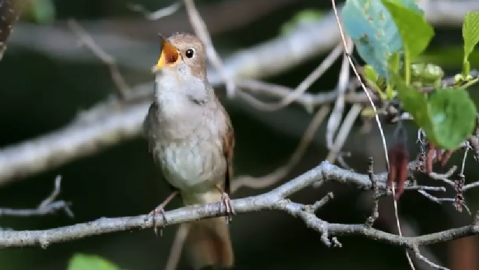 Ein kleiner Vogel sitzt auf einem Ast und singt.