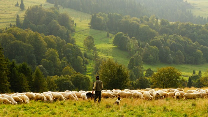Ein Hirte treibt seine Schafherde über eine grüne Hügellandschaft