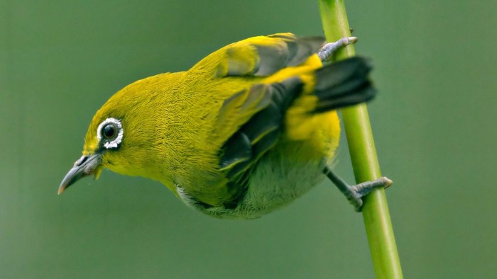 grün-gelber Vogel mit weit geöffnetem Auge