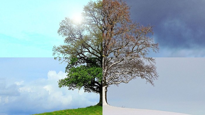 Ein Baum zeigt auf der linken Seite grüne Blätter, auf der rechten Seite braune Blätter