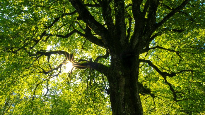 Ein großer Baum mit üppigem grünem Blattwerk, durch das die Sonne scheint