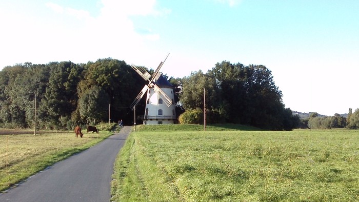 Blick vom Elberadweg zur Windmühle. Rechts und links sind die grünen Elbwiesen zu sehen.