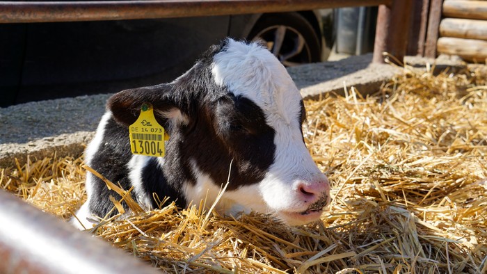 Kükalb liegt im Heu und trägt ein gelbes Ohrmarken.