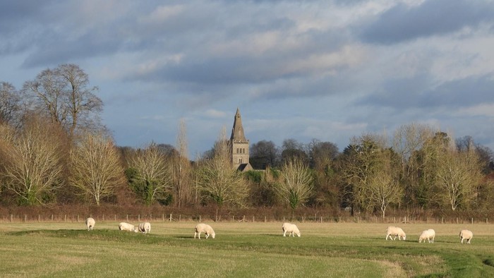 Sheep grazing in a field with a church in the background.