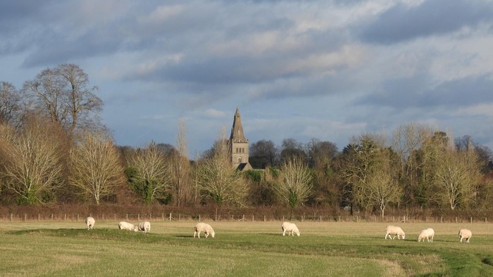 Sheep grazing in a field with a church in the background.