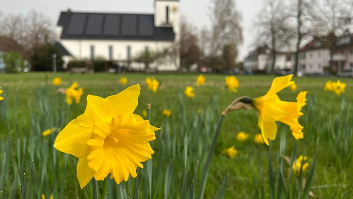 Gelbe Narzissen im Vordergrund, weiße Kirche mit Kirchturm im Hintergrund.