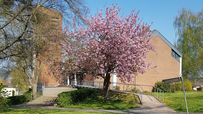 Ein Backsteingebäude mit einem Kirschblütenbaum davor.