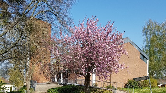 Ein Backsteingebäude mit einem Kirschblütenbaum davor.
