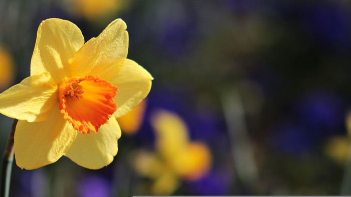 Lysende gul påskelilje med et orange centrum skiller sig ud mod sløret blågrønt løv.