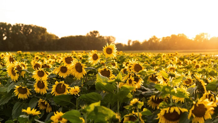 Ein Feld voller Sonnenblumen bei Sonnenuntergang