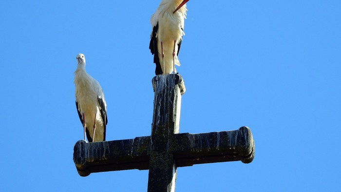 Loshausen_Kirchturm_Störche_@A._Wiegand