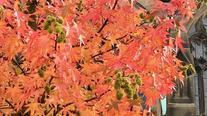 Herbstlaub vor der Christuskirche