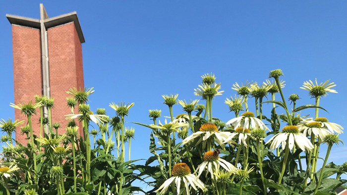 Blomster og rød kirke med tårn i blå himmel