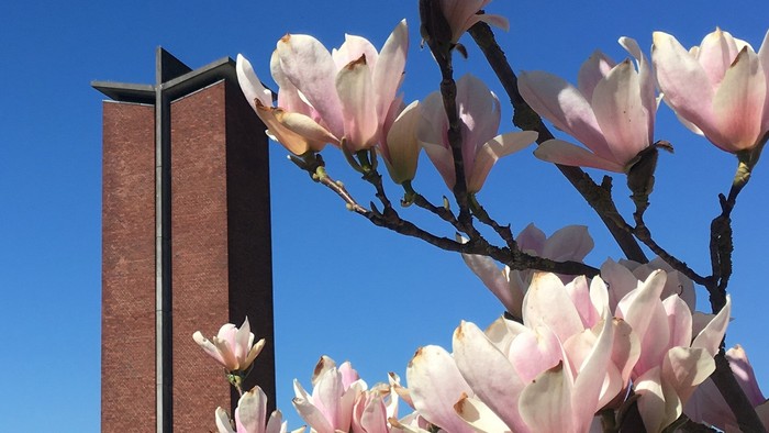 Blomster og rød murstenstorn ved klar himmel