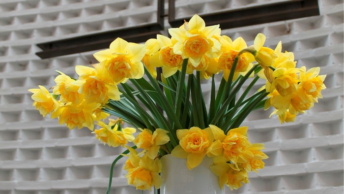 En blomsterstang med gule narciser i en hvid vase foran et murværk