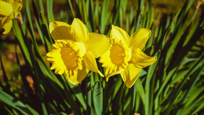 To guldkroner blomster med grønne blade
