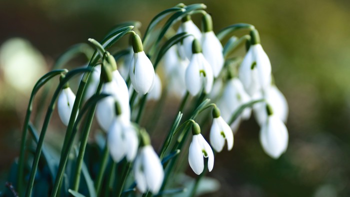 En klyng af hvide snødropper med grønne blade.